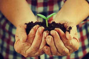Hands holding sapling in soil surface
